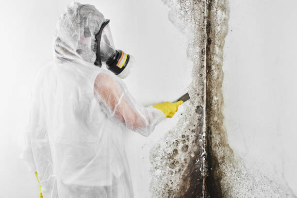 Best Commercial Mold Removal  in Camp Wood, TX