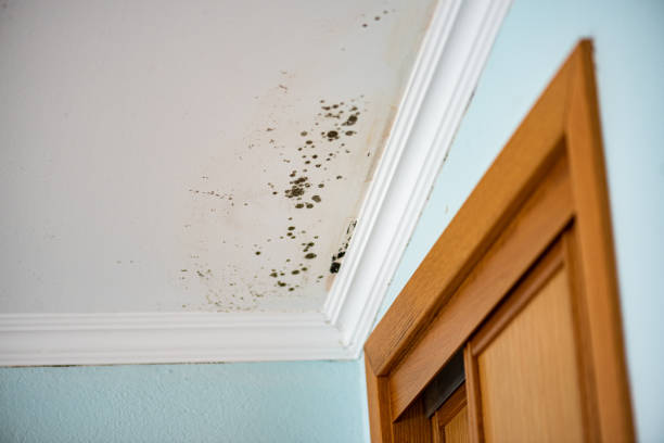 Best Black Mold Removal  in Camp Wood, TX