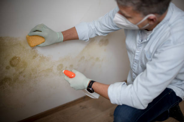 Best Affordable Mold Removal  in Camp Wood, TX