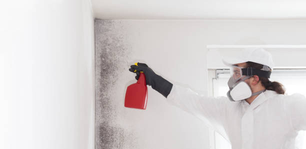 Best Mold Cleaning Services  in Camp Wood, TX