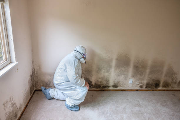 Best Mold Remediation  in Camp Wood, TX