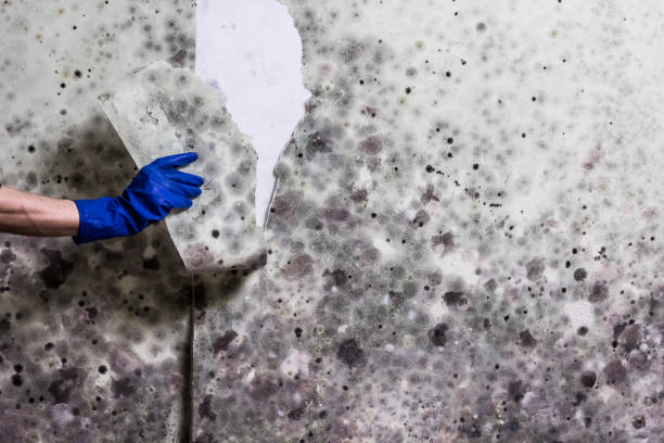 Reliable Camp Wood, TX Mold Removal Solutions