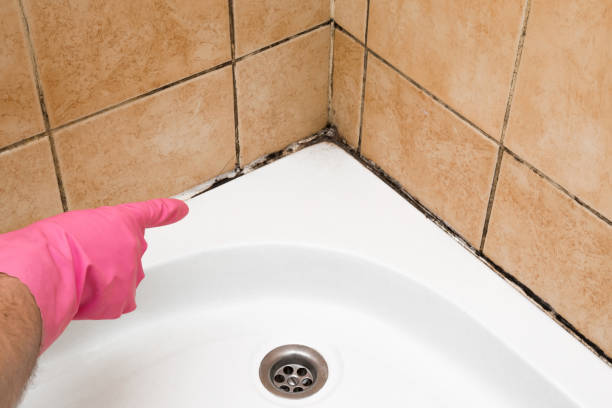 Best Residential Mold Removal  in Camp Wood, TX